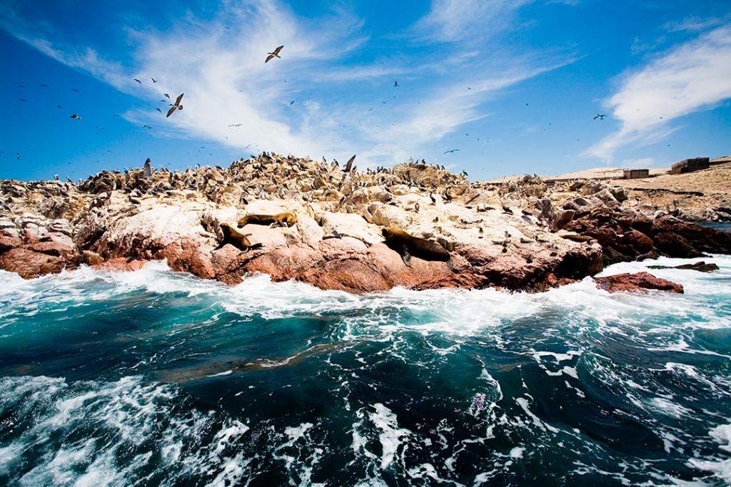 Reserva Nacional de Paracas