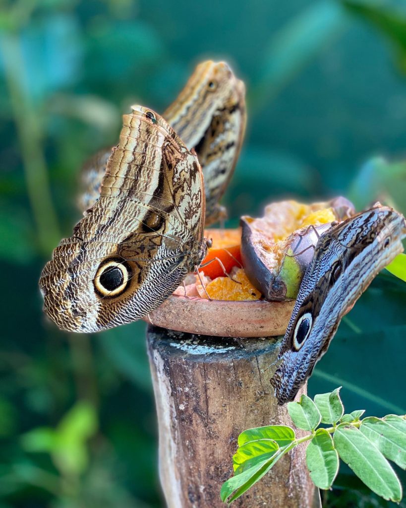 Mariposario de Machu Picchu | @FOTEACONMIGO
