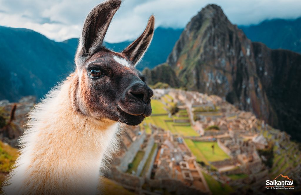 Primer plano de una llama con Machu Picchu como telón de fondo