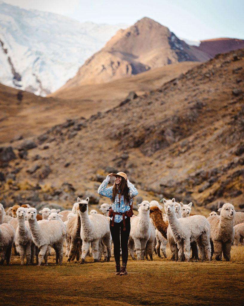 Llamas en la caminata Ausangate