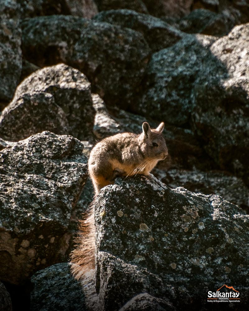 Fauna en la montaña Huchuy Picchu