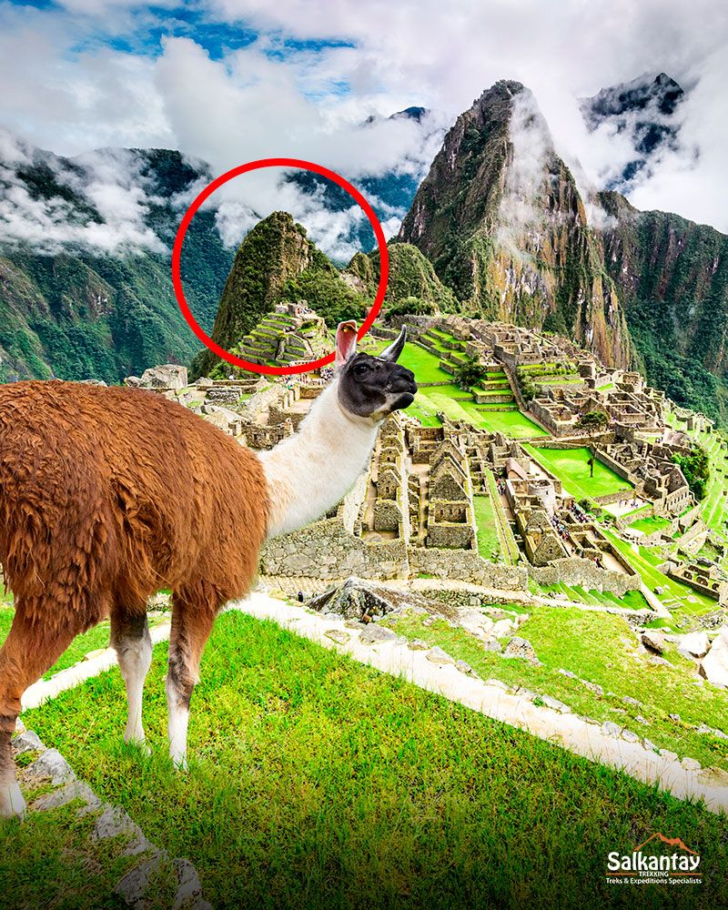 Llama en Macchu Picchu