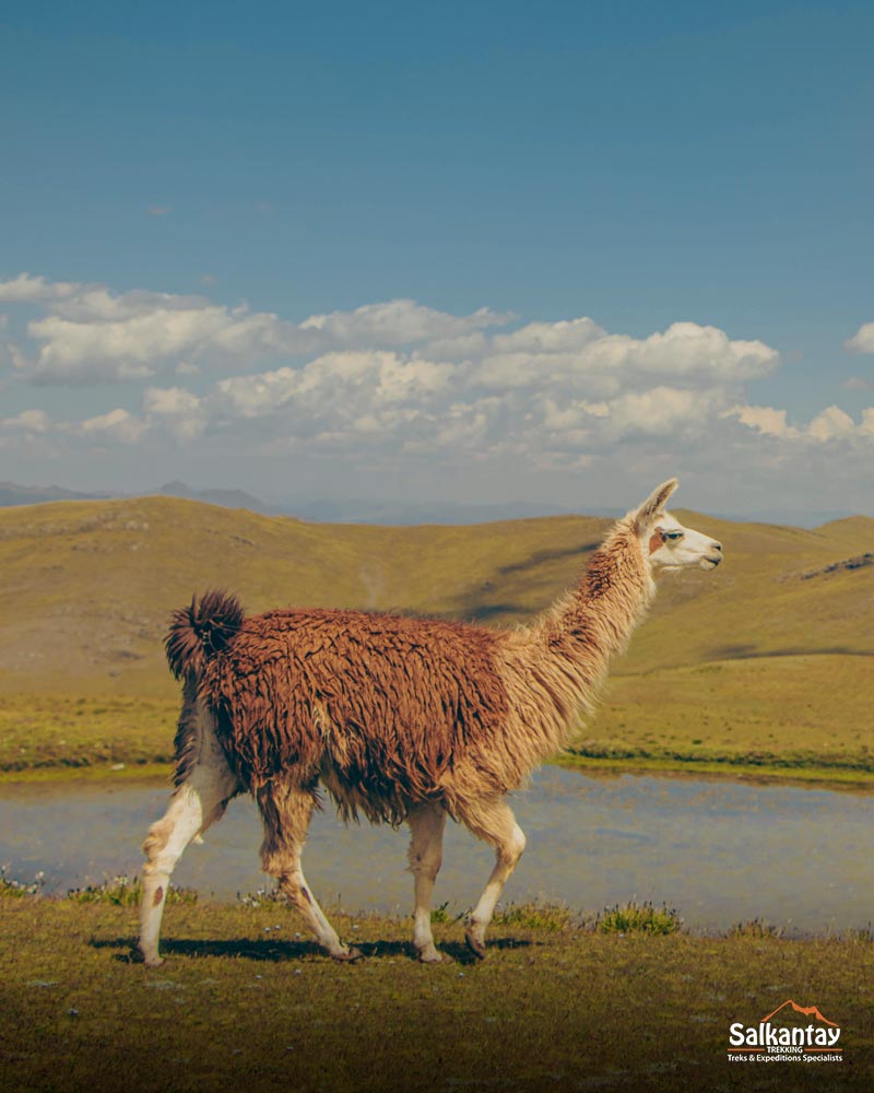 Una llama caminando en las orillas de la laguna Qoricocha