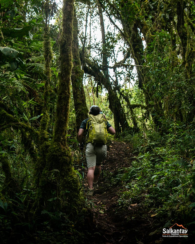 Turista caminando por la densa selva hacia el pueblo de Aguas Calientes.