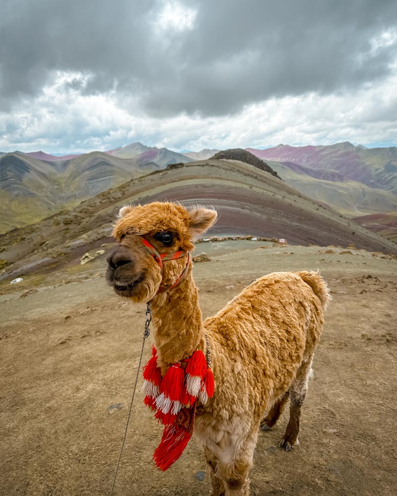 Una Llama en la Montaña de Colores de Palccoyo