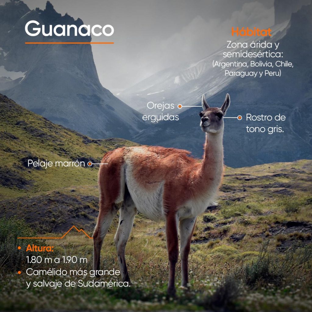 Características principales del Guanaco