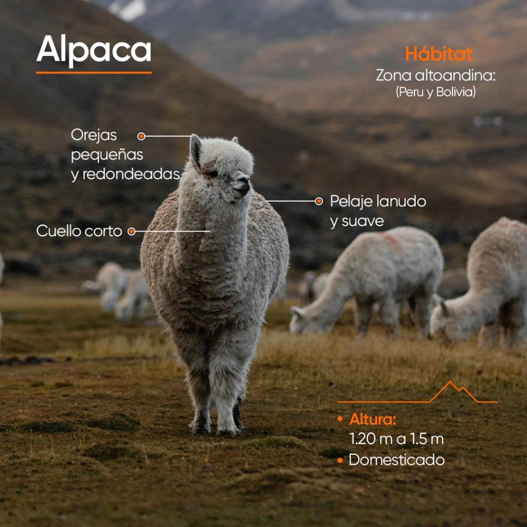 Características principales de la Alpaca
