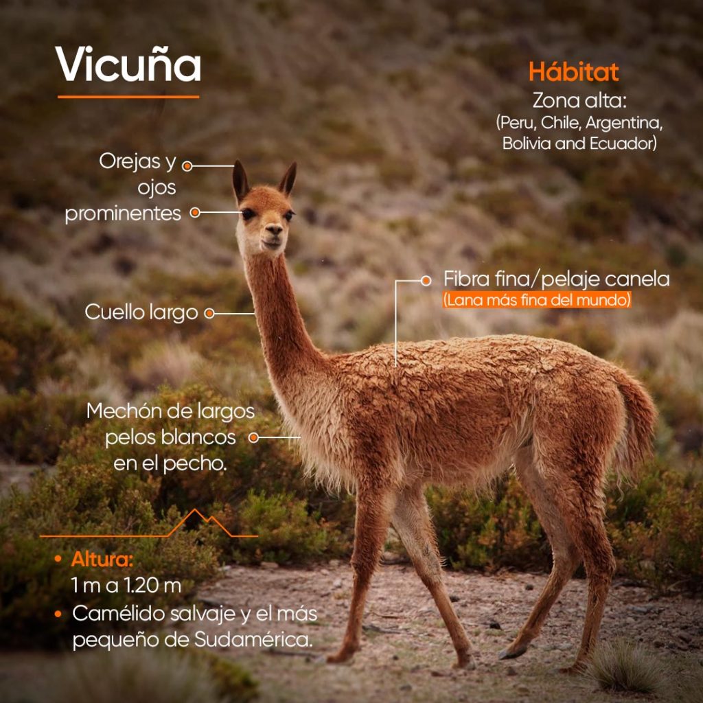 Características principales de la Vicuña
