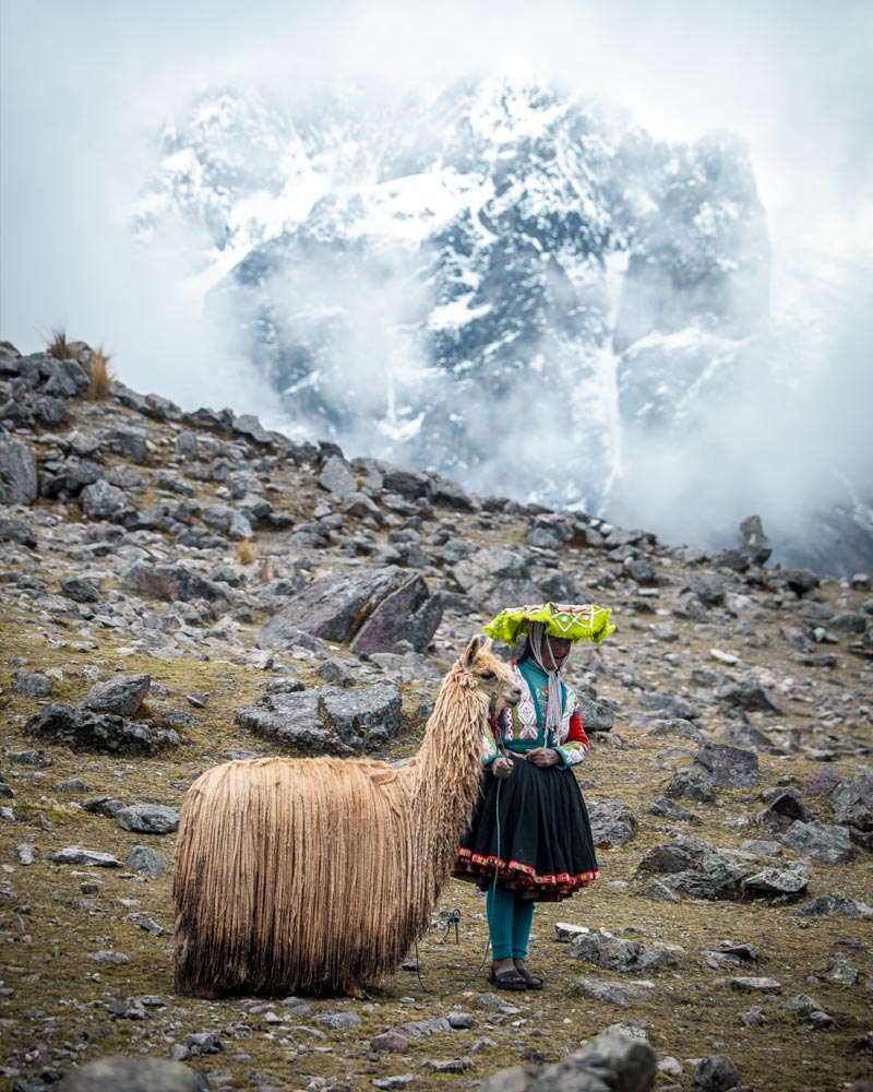 Una persona andina con una Alpaca suri en la ruta de Ausangate