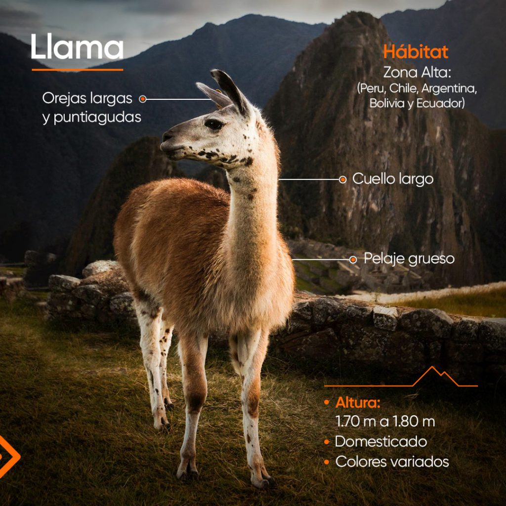 Características principales de la llama