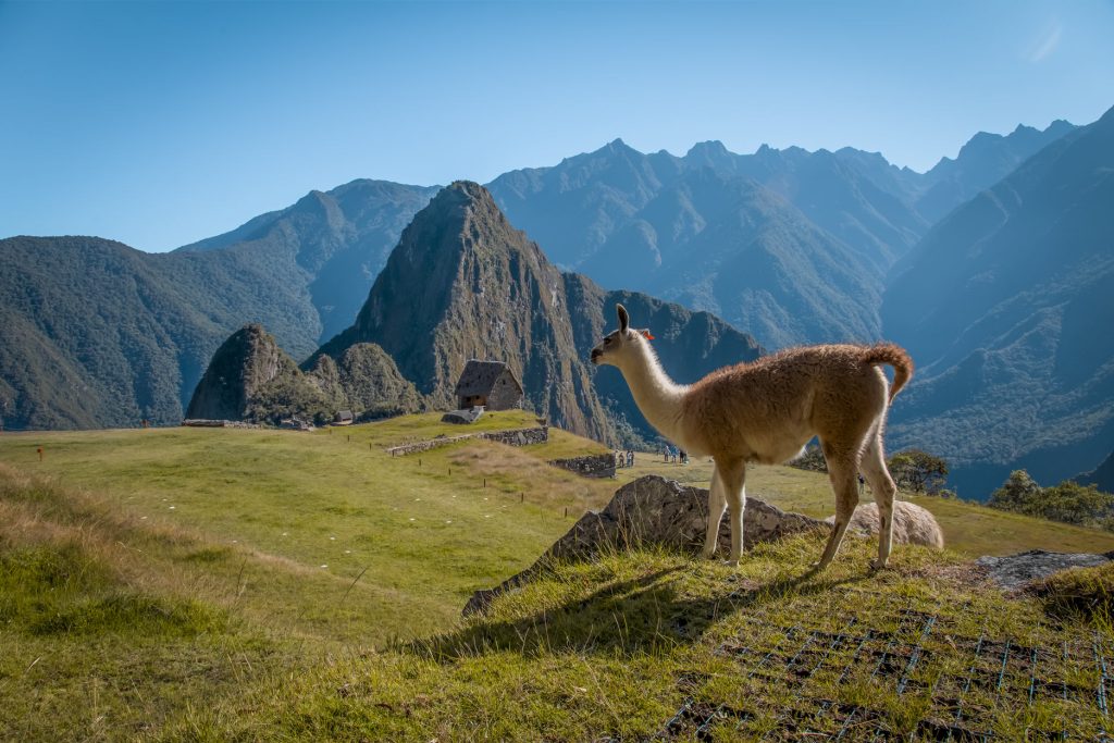 Una llama en la ciudadela de Machu Picchu