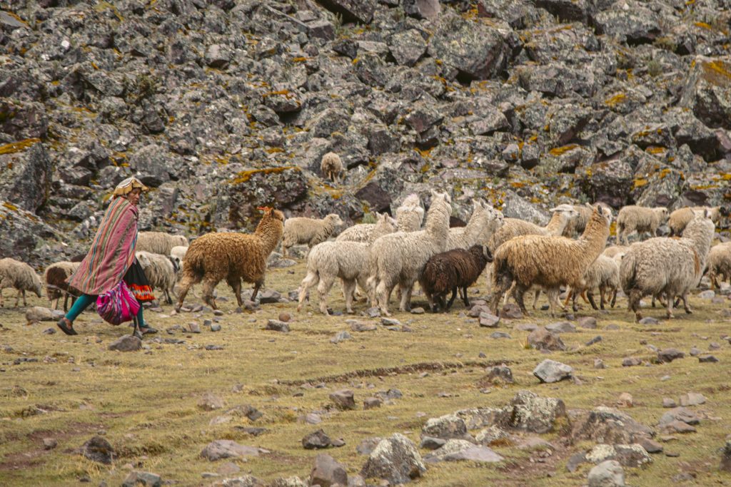 Un lugareño de Lares llevando a pastar a sus camélidos.