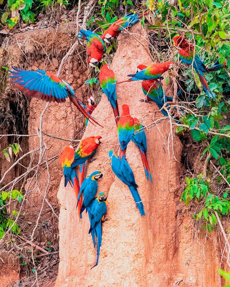 Paredes de arcilla poblado por Guacamayos