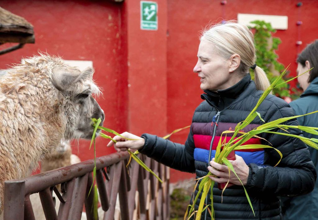 Mujer alimentando una llama con pasto en el Valle Sagrado