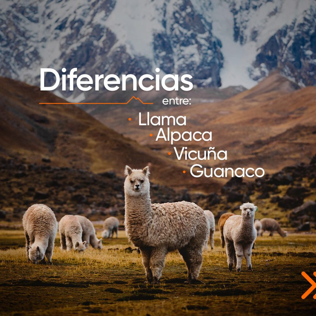 Llama, Alpaca, Vicuña y Guanaco