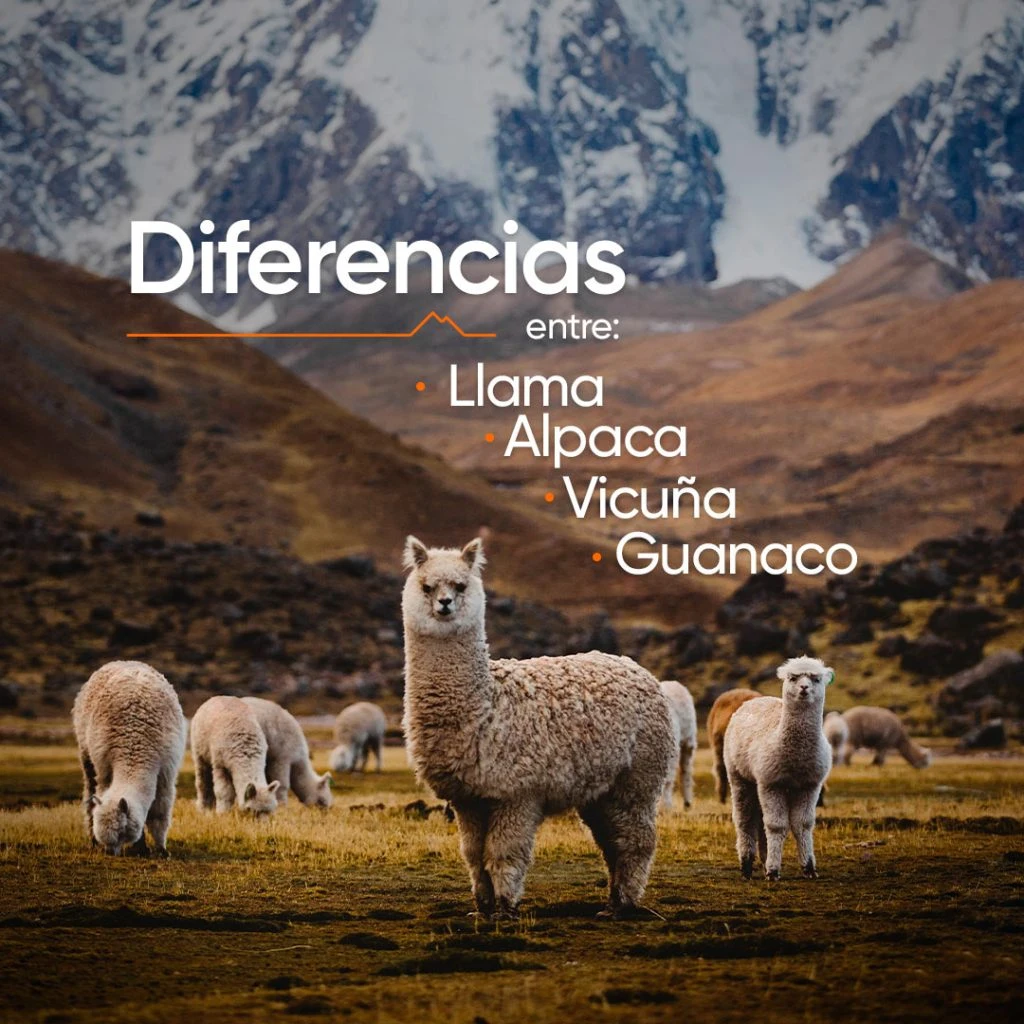 Post de Llama, Alpaca, Vicuña y Guanaco.
