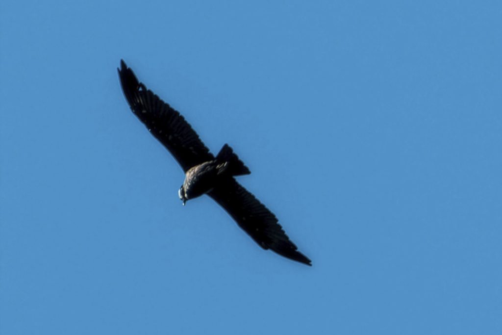 Fauna de Choquequirao