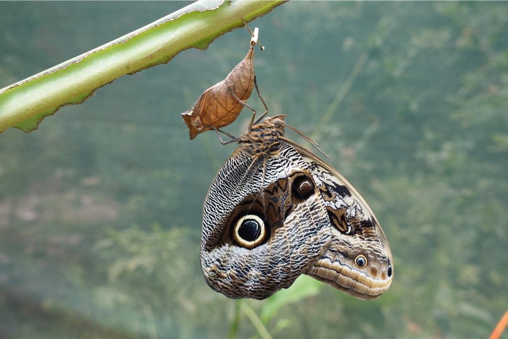 Mariposa en Mariposaurio de Aguas Calientes