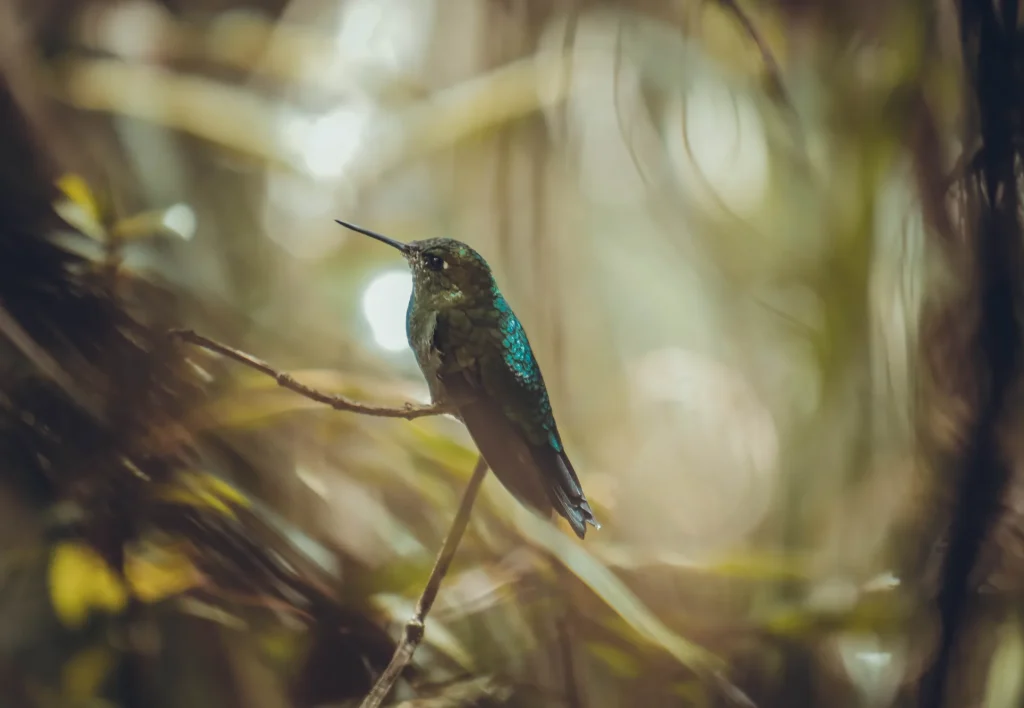 Colibri en el Camino del Inca a Machu Picchu