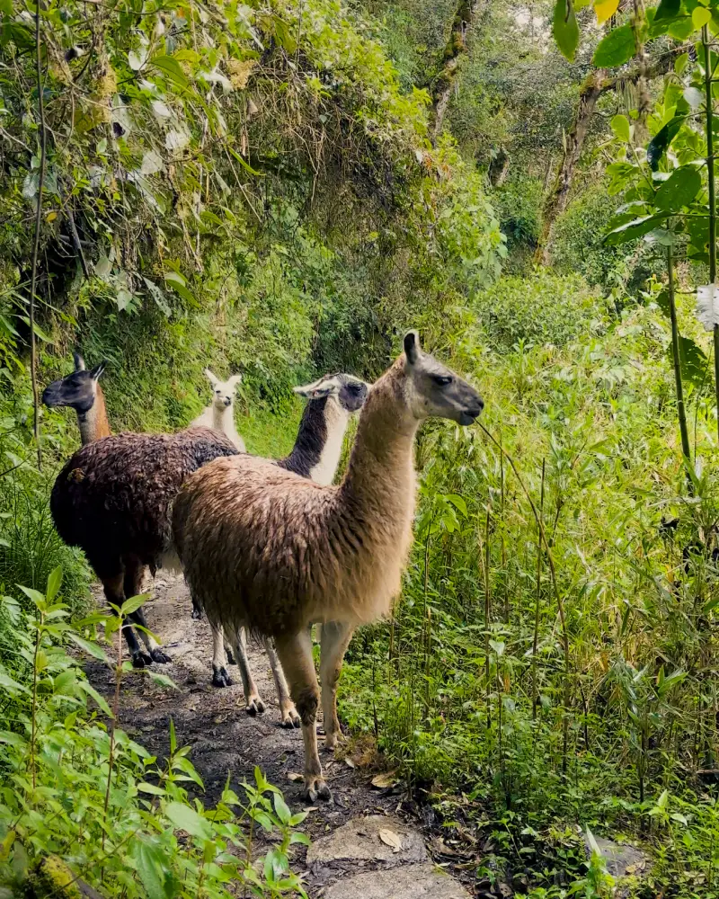 Llamas en el Camino Inca a Machu Picchu pastando libremente