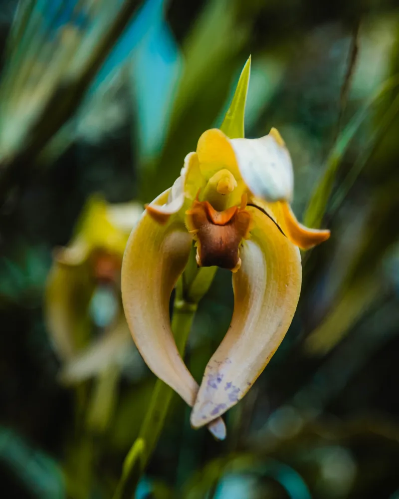 Orquidea amarilla en los Caminos del Inca a Machu Picchu