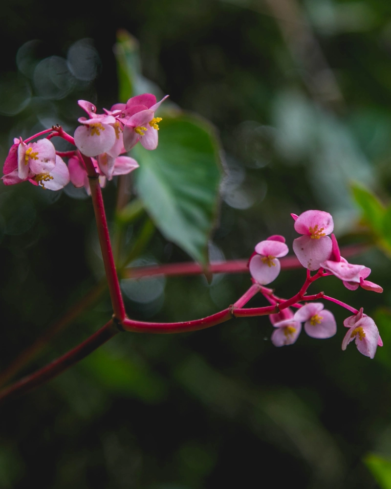Orquídea en el Camino Inca a Machu Picchu