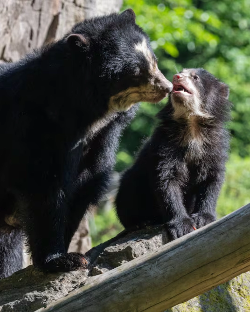 Madre y cria de osos de anteojos en el Camino Inca
