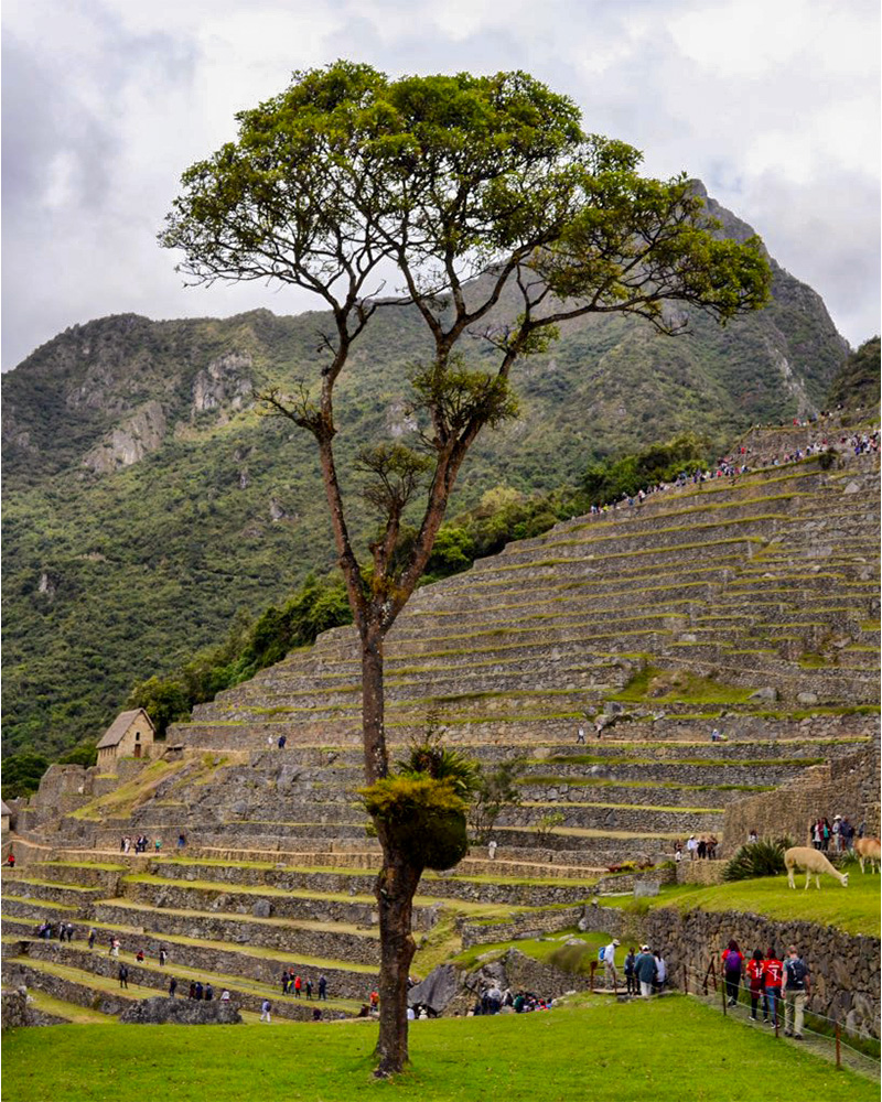 Árbol de Pisonay en Machu Picchu, ubicado en la mitad de una explanada llamada la Plaza del Pisonay