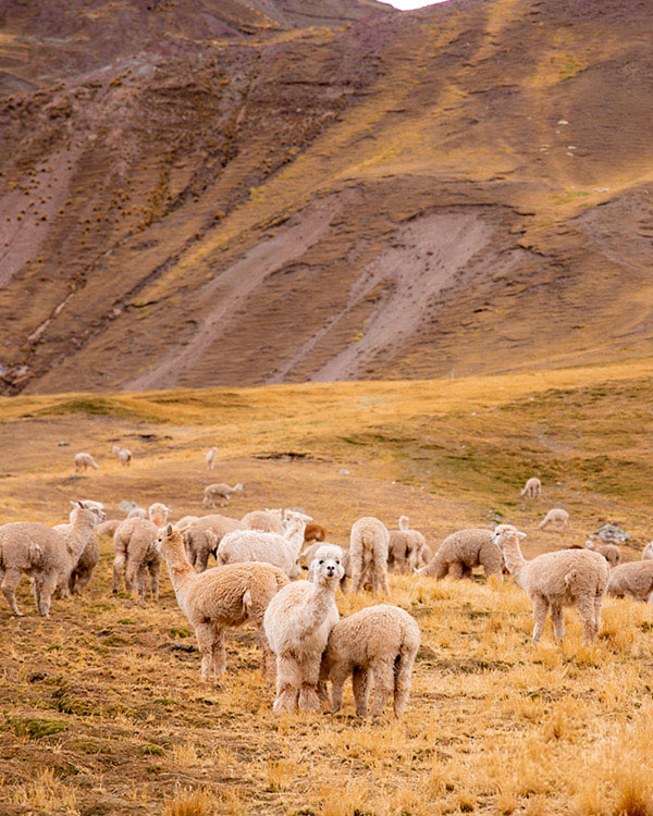 Fauna silvestre en la ruta de Ausangate