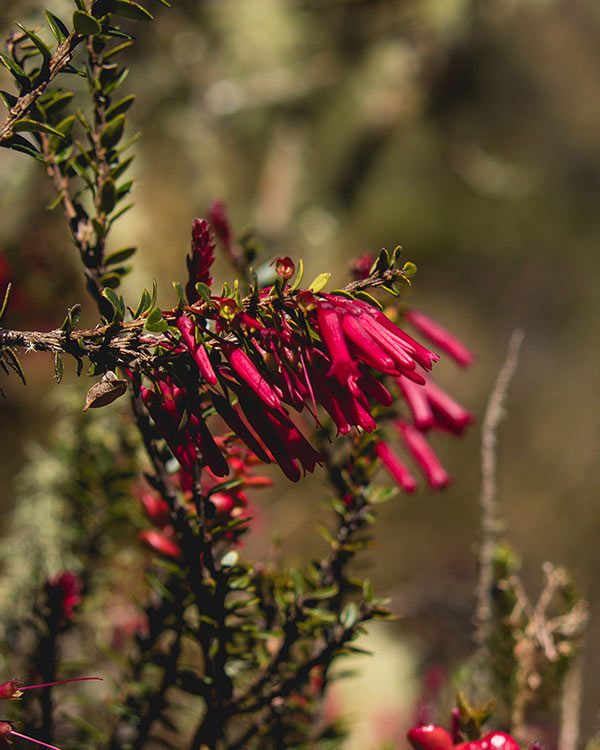 Flora en el Camino Inca