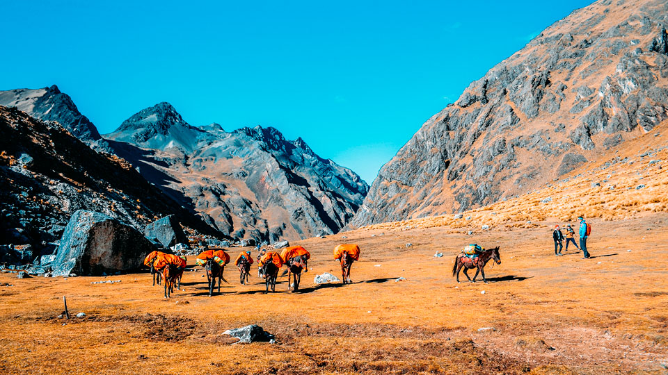 Animales de carga en la ruta de Salkantay