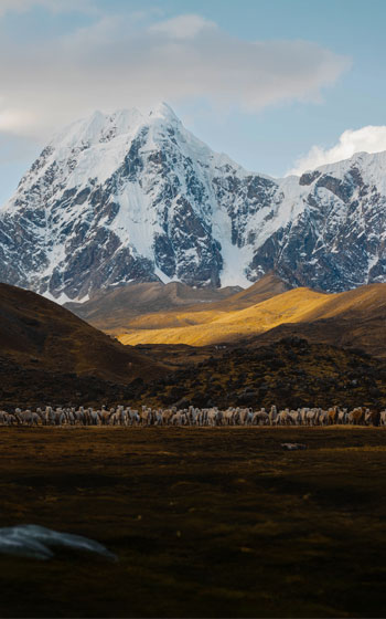 Grupo de llamas alimentándose con el imponente Monte Ausangate de fondo. Animales andinos en el paisaje de alta montaña de Perú.