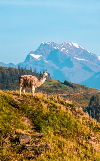 Llama andina posando en el hermoso paisaje de montaña de la ruta Huchuy Qosqo, un símbolo de la fauna de los Andes peruanos.