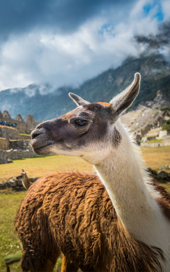 Llama en primer plano dentro de la ciudadela inca de Machu Picchu, con las antiguas construcciones y el majestuoso paisaje andino de fondo.