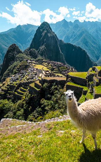 Llama pastando tranquilamente en las históricas terrazas de cultivo dentro del sitio arqueológico de Machu Picchu.