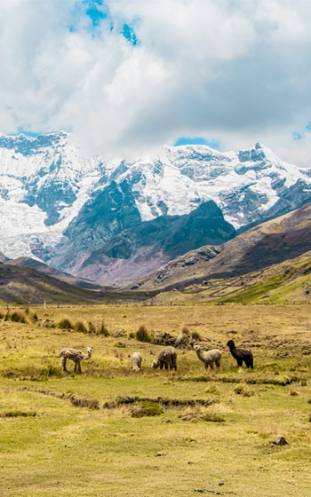 Grupo de llamas pastando frente al imponente Nevado Wayna Ausangate. Fauna típica andina y paisaje de alta montaña en Perú.