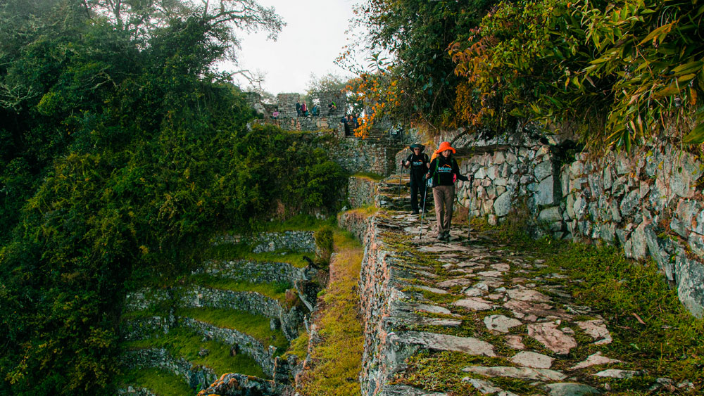 Dos senderistas con bastones caminando por un sendero de piedra del Camino Inca rodeado de vegetación