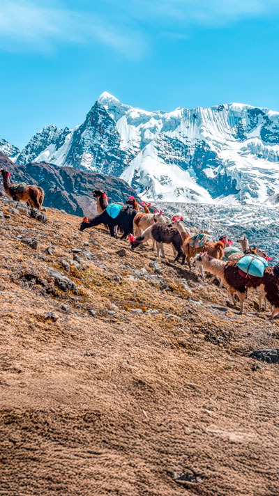 Grupo de llamas caminando por las montañas con el glaciar Ausangate como impresionante telón de fondo, rodeadas de majestuosos paisajes altoandinos.