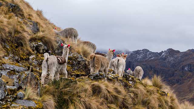 Llamas durante la caminata de Lares a Machu Picchu, en un viaje que ofrece una auténtica experiencia andina rodeada de majestuosos paisajes peruanos.