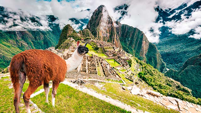 Una llama en primer plano con las majestuosas ruinas de Machu Picchu como impresionante telón de fondo, mostrando la belleza natural y arqueológica de los Andes peruanos.
