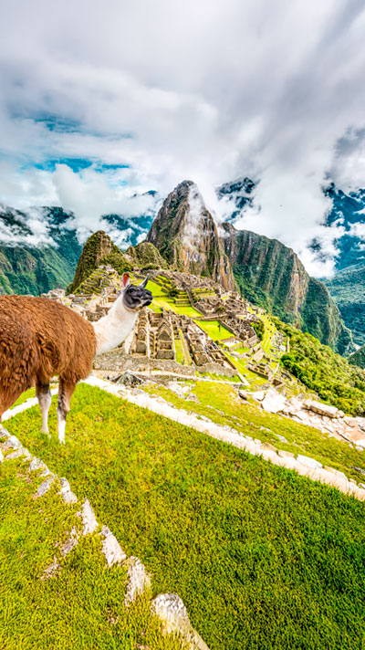 Una llama en primer plano con las majestuosas ruinas de Machu Picchu como impresionante telón de fondo, mostrando la belleza natural y arqueológica de los Andes peruanos.
