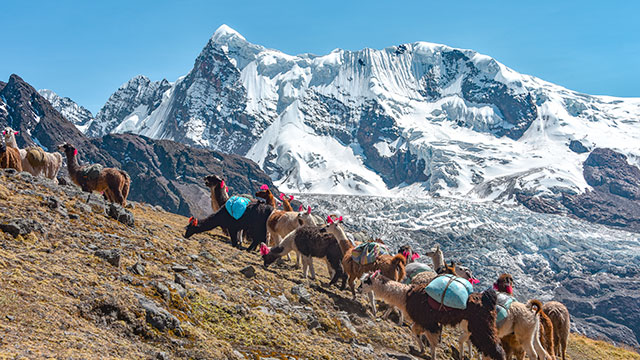 Grupo de llamas caminando por las montañas con el glaciar Ausangate como impresionante telón de fondo, rodeadas de majestuosos paisajes altoandinos.
