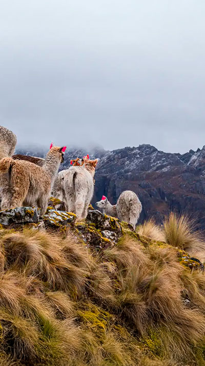 Llamas durante la caminata de Lares a Machu Picchu, en un viaje que ofrece una auténtica experiencia andina rodeada de majestuosos paisajes peruanos.