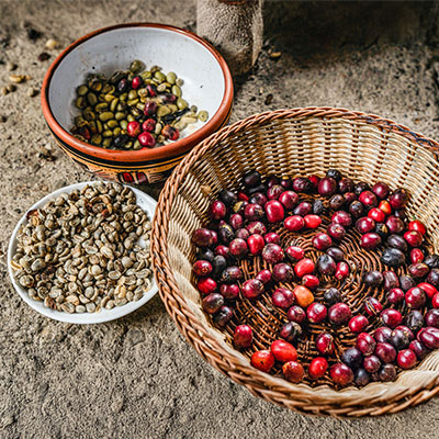 Granos de café orgánico recién cosechados en el Valle de Lucmabamba durante una experiencia de agroturismo en la ruta Salkantay.