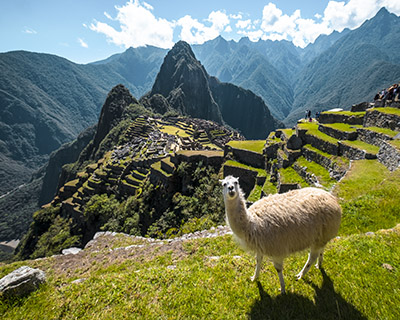 Llama en Machu Picchu