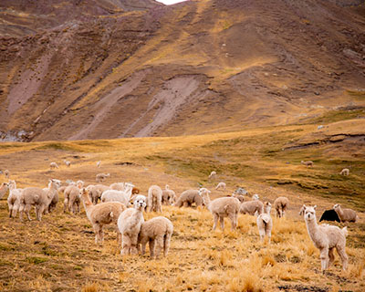 Las llamas en Huchuy Phinaya, quienes mantienen tradiciones milenarias hasta el día de hoy.