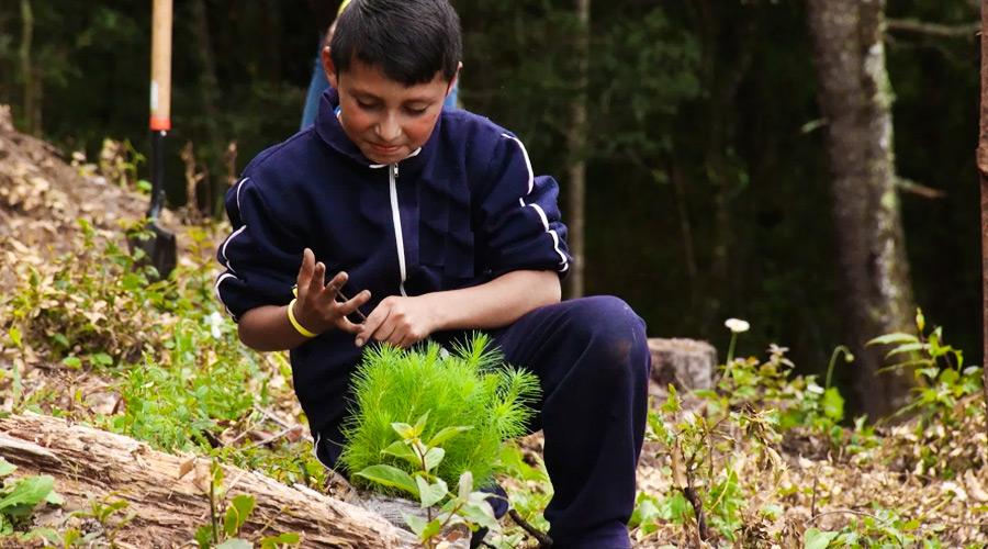 Proyecto de Reforestación