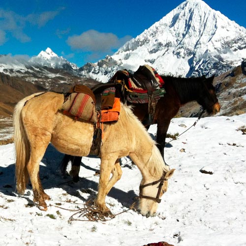 Caballo de apoyo para emergencias