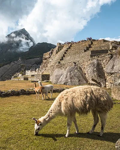 Llamas en el centro arqueológico de Machu Picchu