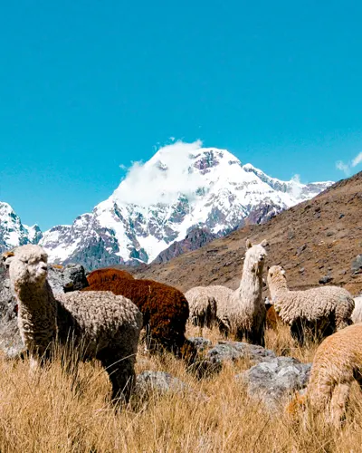Impresionante foto de Alpacas con el fondo de la montaña Ausangate